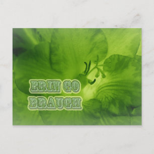 Cartão Postal Erin Go Braugh Green Freesia Items