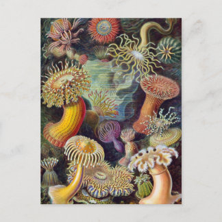 Cartão Postal Ernst Haeckel - Actiniae