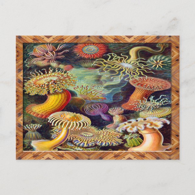 Cartão Postal Ernst Haeckel Art Impressão: Actiniae (Frente)