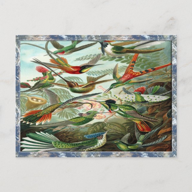 Cartão Postal Ernst Haeckel Art Impressão: Trochilidae (Frente)