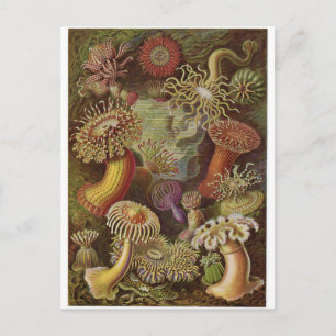Cartão Postal Ernst Haeckel Art Postcard: Actiniae