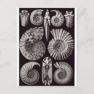 Cartão Postal Ernst Haeckel Art Postcard: Ammonitida