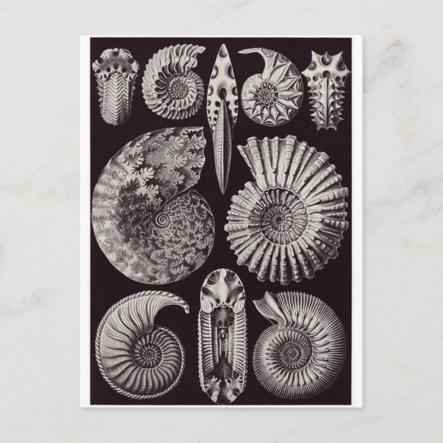 Cartão Postal Ernst Haeckel Art Postcard: Ammonitida (Frente)