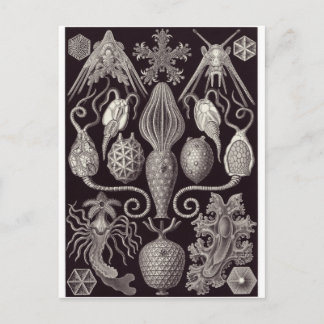 Cartão Postal Ernst Haeckel Art Postcard: Anamórideia