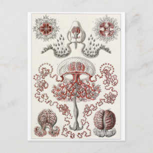 Cartão Postal Ernst Haeckel Art Postcard: Anthomedusa