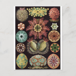 Cartão Postal Ernst Haeckel Art Postcard: Ascidiae