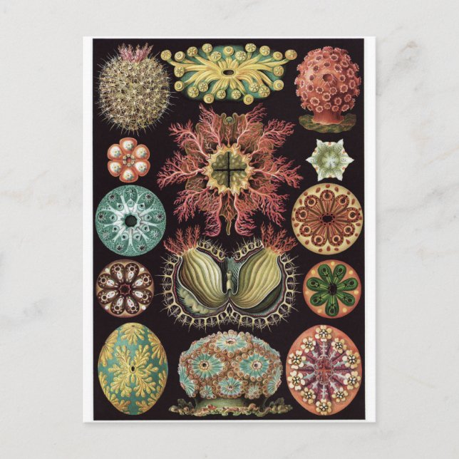 Cartão Postal Ernst Haeckel Art Postcard: Ascidiae (Frente)