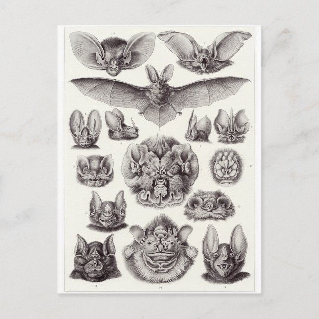 Cartão Postal Ernst Haeckel Art Postcard: Chiroptera (Frente)