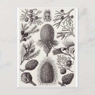 Cartão Postal Ernst Haeckel Art Postcard: Coniferae
