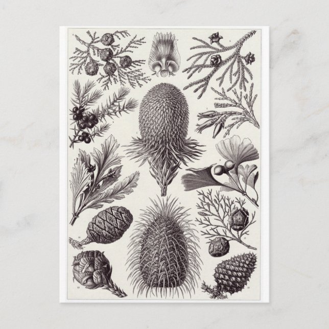 Cartão Postal Ernst Haeckel Art Postcard: Coniferae (Frente)