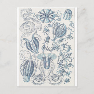 Cartão Postal Ernst Haeckel Art Postcard: Ctenophorae