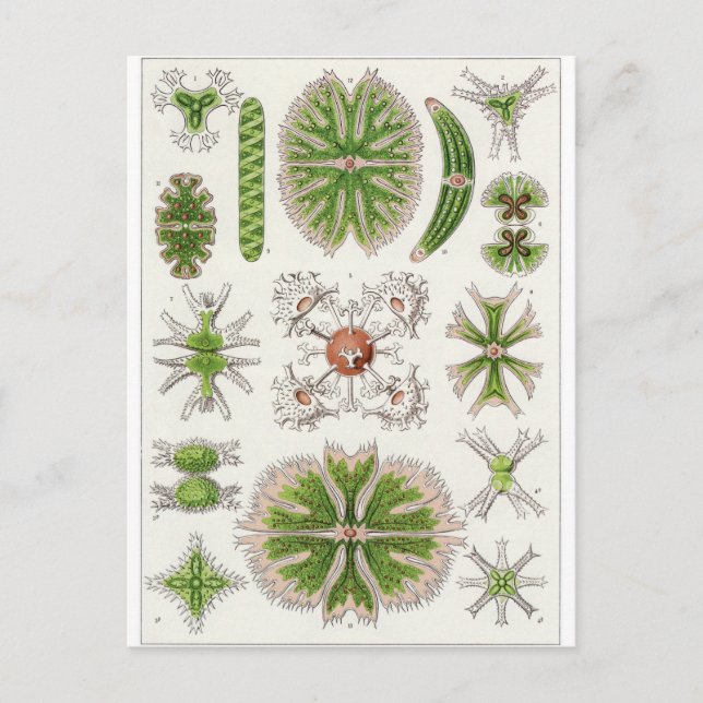 Cartão Postal Ernst Haeckel Art Postcard: Desmidiea (Frente)