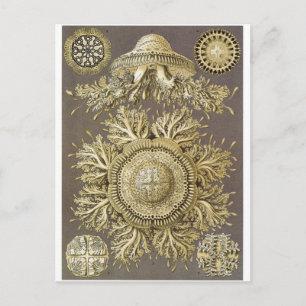 Cartão Postal Ernst Haeckel Art Postcard: Disco