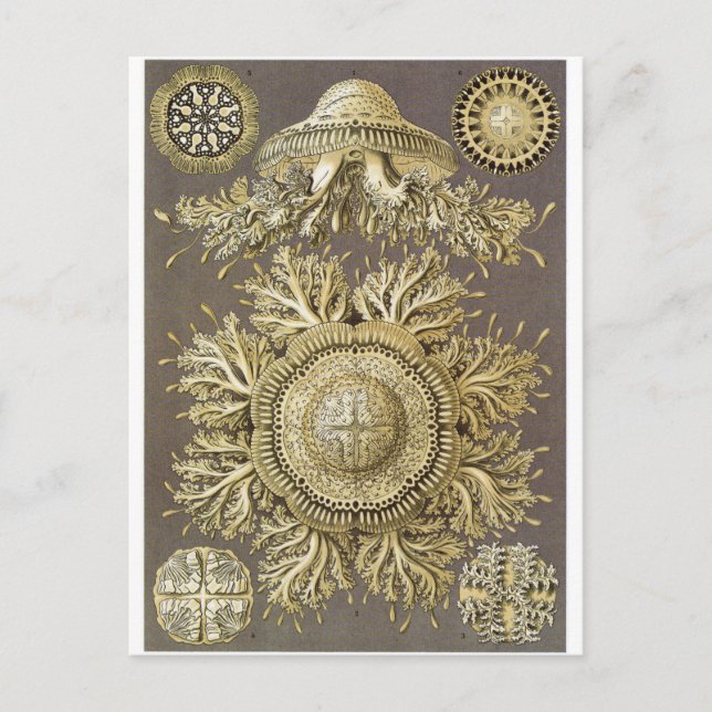 Cartão Postal Ernst Haeckel Art Postcard: Disco (Frente)