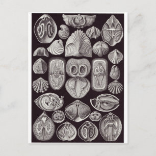 Cartão Postal Ernst Haeckel Art Postcard: Espirobranchia