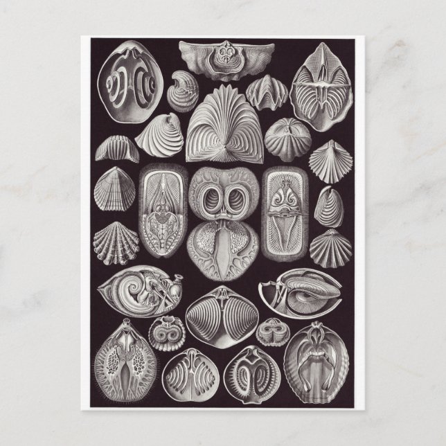 Cartão Postal Ernst Haeckel Art Postcard: Espirobranchia (Frente)
