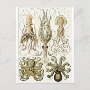 Cartão Postal Ernst Haeckel Art Postcard: Gamochonia