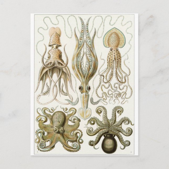 Cartão Postal Ernst Haeckel Art Postcard: Gamochonia (Frente)
