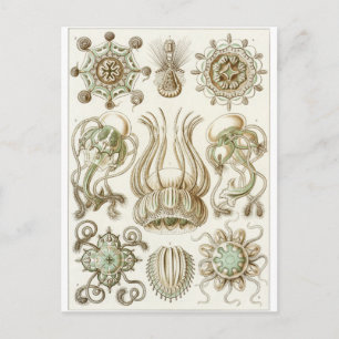 Cartão Postal Ernst Haeckel Art Postcard: Narcomedusae