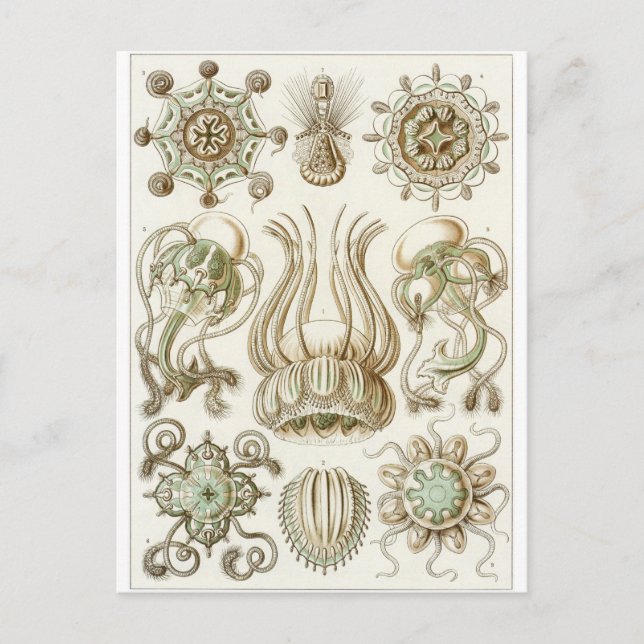 Cartão Postal Ernst Haeckel Art Postcard: Narcomedusae (Frente)