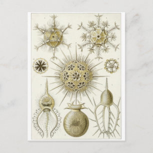 Cartão Postal Ernst Haeckel Art Postcard: Phaeodaria