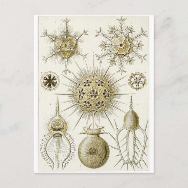Cartão Postal Ernst Haeckel Art Postcard: Phaeodaria (Frente)