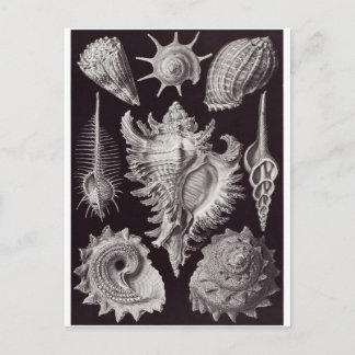 Cartão Postal Ernst Haeckel Art Postcard: Prosobranchia