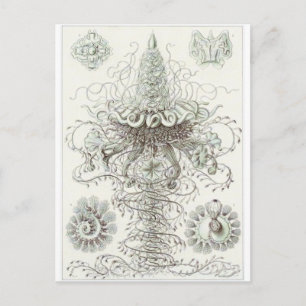 Cartão Postal Ernst Haeckel Art Postcard: Siphonophorae