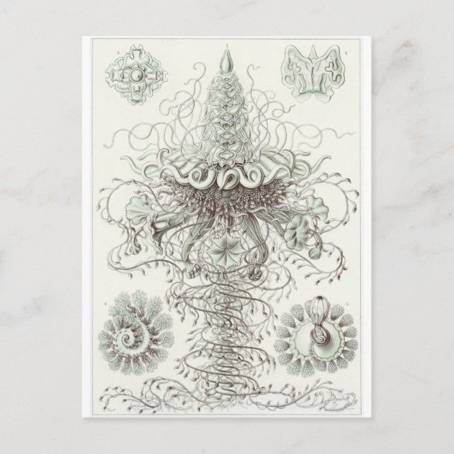 Cartão Postal Ernst Haeckel Art Postcard: Siphonophorae (Frente)