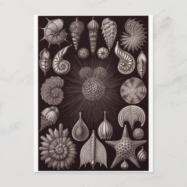 Cartão Postal Ernst Haeckel Art Postcard: Thalamphora (Frente)