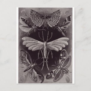Cartão Postal Ernst Haeckel Art Postcard: Tineida