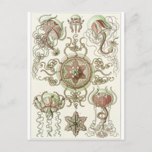 Cartão Postal Ernst Haeckel Art Postcard: Trachomedusae