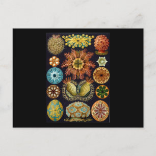 Cartão Postal Ernst Haeckel Ascidiae