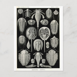 Cartão Postal Ernst Haeckel Aspidonia