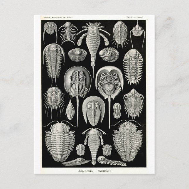 Cartão Postal Ernst Haeckel Aspidonia (Frente)