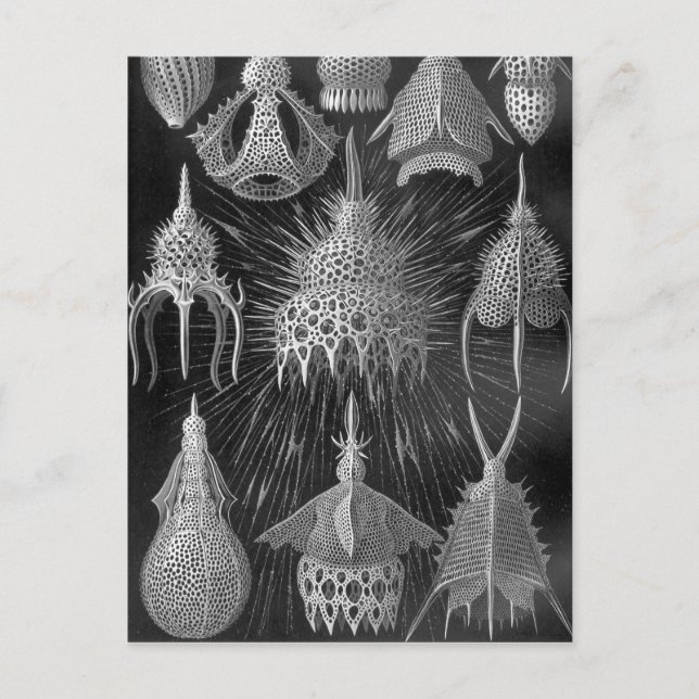 Cartão Postal Ernst Haeckel Cyrtoidea (Frente)