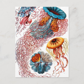Cartão Postal Ernst Haeckel Discomedusae Jellyfish