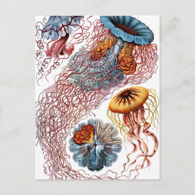 Cartão Postal Ernst Haeckel Discomedusae Jellyfish (Frente)