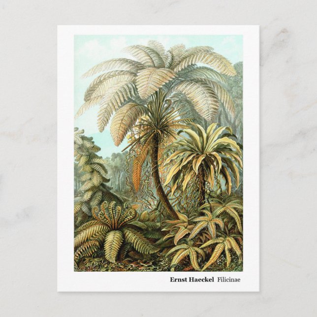 Cartão Postal Ernst Haeckel Filicinae (Frente)