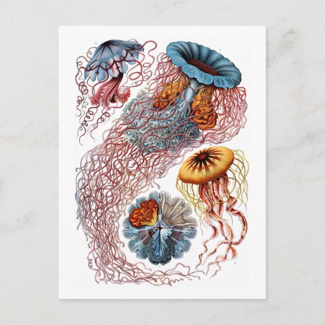 Cartão Postal Ernst Haeckel Jellyfish D. annasethe (Frente)