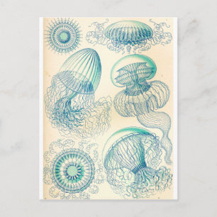 Cartão Postal Ernst Haeckel   Leptomedusa   Hidróides do teato