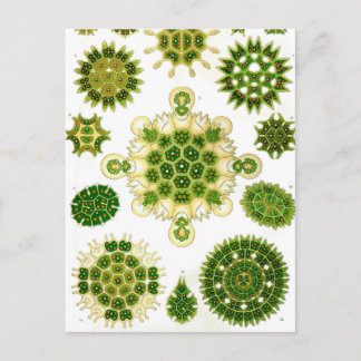 Cartão Postal Ernst Haeckel Melethallia