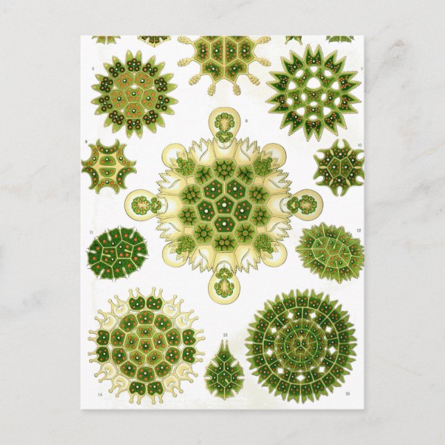 Cartão Postal Ernst Haeckel Melethallia (Frente)