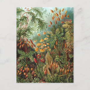 Cartão Postal Ernst Haeckel - Muscinae