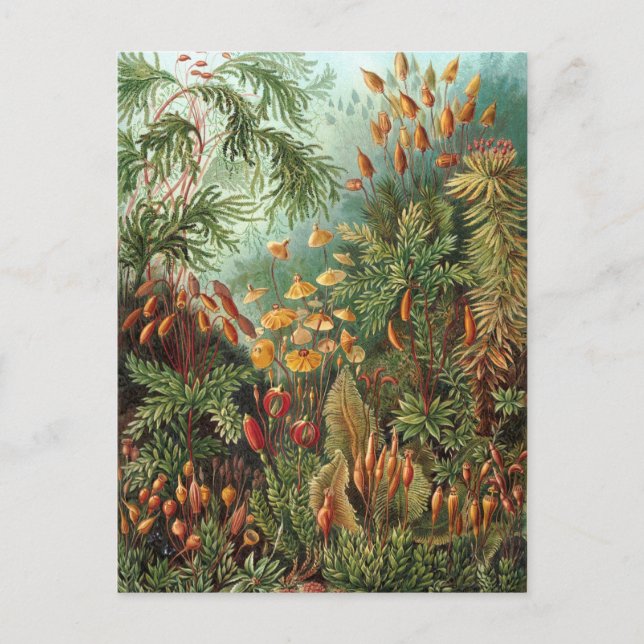 Cartão Postal Ernst Haeckel - Muscinae (Frente)