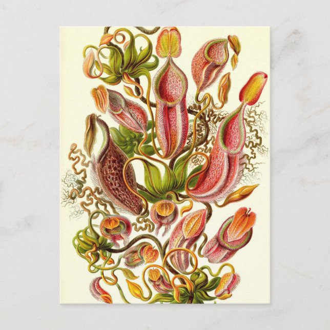 Cartão Postal Ernst Haeckel - Nepenthaceae (Frente)