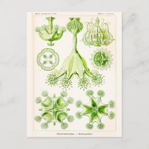 Cartão Postal Ernst Haeckel Stauromedusae Falou Jellyfishes