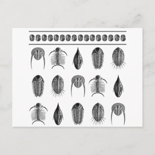Cartão Postal Ernst Haeckel Trilobite Patterno - grande