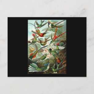 Cartão Postal Ernst Haeckel Trochilidae