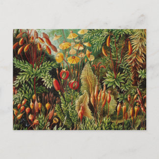 Cartão Postal Ernst Haeckel Vintage Botânica Art